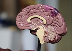 Surgical management of brain tumor